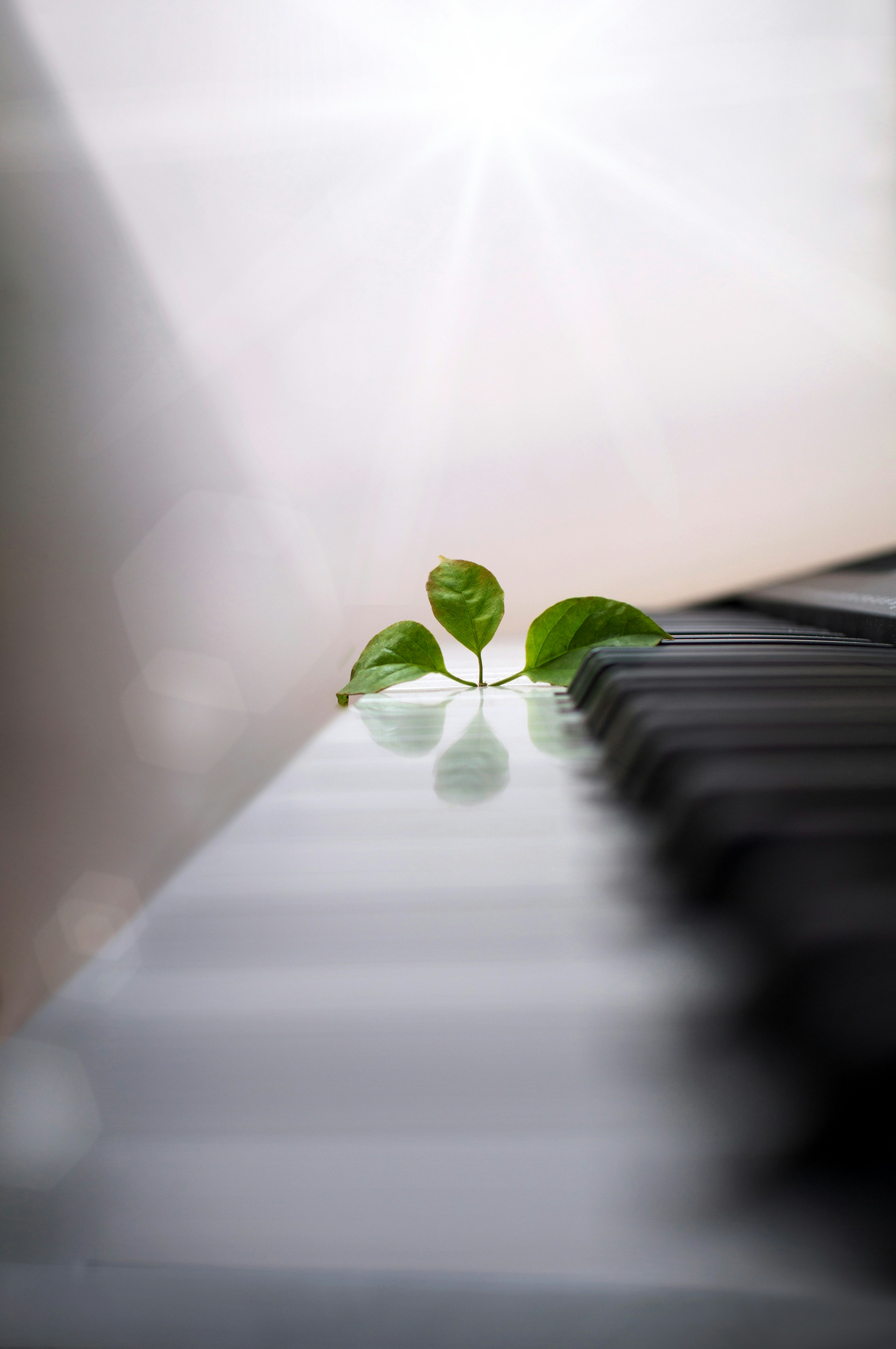 Piano Keys and Leaf Sprout